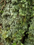 Lobaria virens image