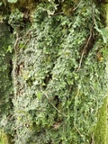 Lobaria virens image