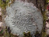 Pertusaria pertusa image