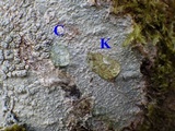 Pertusaria pertusa image