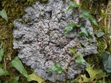 Degelia cyanoloma image