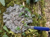 Degelia cyanoloma image