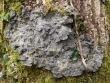 Degelia cyanoloma image