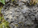 Degelia cyanoloma image