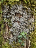 Degelia cyanoloma image