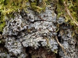 Degelia cyanoloma image