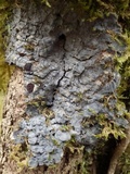 Degelia cyanoloma image
