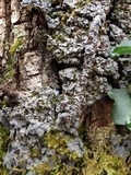 Degelia cyanoloma image