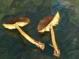 Callistosporium luteo-olivaceum image