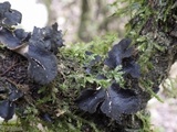 Sticta sylvatica image