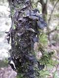 Sticta sylvatica image