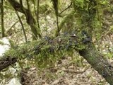 Sticta sylvatica image