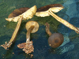 Callistosporium luteo-olivaceum image