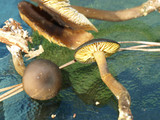 Callistosporium luteo-olivaceum image