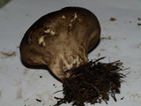 Lycoperdon umbrinum image
