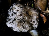 Tricholoma griseoviolaceum image
