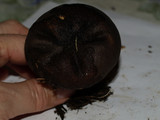 Lycoperdon umbrinum image