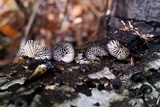 Hohenbuehelia grisea image