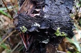 Hohenbuehelia grisea image