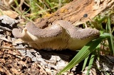 Hohenbuehelia mastrucata image