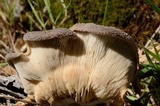 Hohenbuehelia mastrucata image