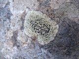Lecidella asema image