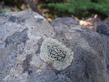 Lecidella asema image