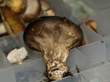 Lycoperdon umbrinum image