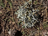 Hypogymnia heterophylla image