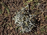 Platismatia glauca image