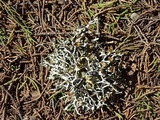 Hypogymnia heterophylla image