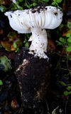 Leucoagaricus amanitoides image