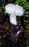 Leucoagaricus amanitoides image