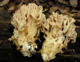 Ramaria botrytis image