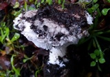 Leucoagaricus amanitoides image
