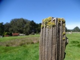 Xanthoria candelaria image