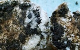 Leucoagaricus amanitoides image