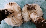 Leucoagaricus amanitoides image