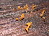 Calocera cornea image