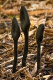 Trichoglossum hirsutum image