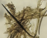 Trichoglossum hirsutum image