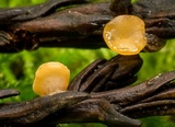 Pithya cupressina image