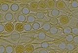 Pithya cupressina image