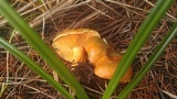Lactarius deliciosus var. olivaceosordidus image