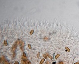 Psilocybe pelliculosa image