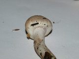 Inocybe whitei image