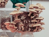 Lentinula edodes image