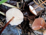 Mycetinis scorodonius image