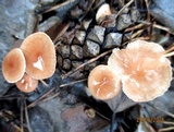 Mycetinis scorodonius image