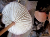 Mycetinis scorodonius image